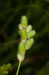 Blunt broom sedge